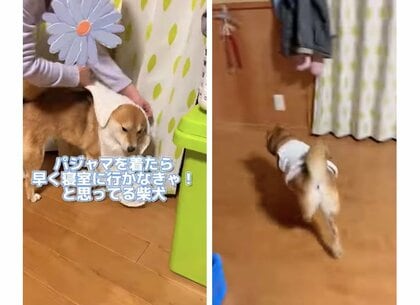 「早く寝室に行かなきゃ！」柴犬がパジャマを着ると猛ダッシュ…眠いのが理由? 焦っている姿も可愛い