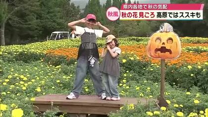 各地で秋の訪れ　花公園でケイトウやマリーゴールド見ごろ　小学校では運動会シーズン　大分