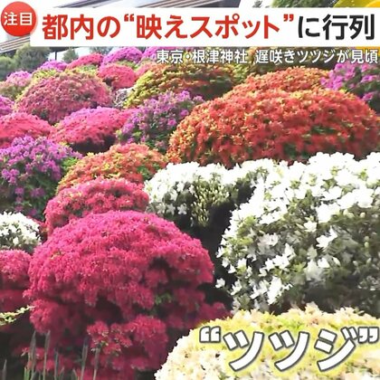 「なんてゴージャスなの！」映えスポットに外国人観光客が行列　咲き誇る3000株のツツジ、東京スカイツリーを藤の花や赤い橋と撮影できるスポットも