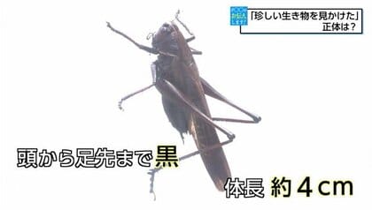 「珍しい生き物を見かけた」黒い大きめのバッタ？　視聴者が目撃した“謎の生き物”は「ヒメギス」だった