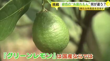 「糸島れもん」を新たな特産品に　2ヵ月だけの“希少”なグリーン　香りが強くフレッシュ　ゴディバともコラボし話題に　福岡