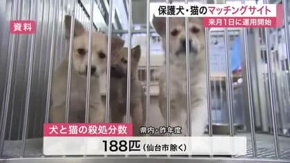殺処分ゼロへ 保護犬・保護猫と新たな飼い主をつなぐ　宮城県がマッチングサイトを４月１日から運用開始