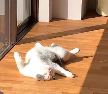 「病院で暴れ散らかした」猫の“限界バタンキュー”姿がかわいい…何があったのか飼い主に聞いてみた