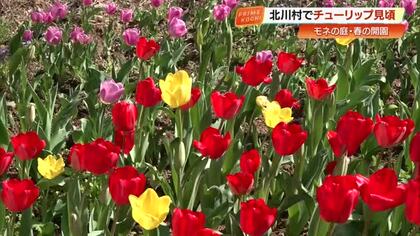 北川村『モネの庭』が開園　色鮮やかなチューリップ2万本が春を告げる【高知】