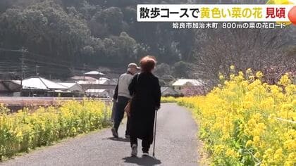 800mの黄色い絨毯！姶良・加治木「菜の花ロード」が見頃に　青空とミツバチが導く春散歩