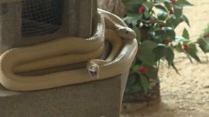 蛇年の新年、幸運を呼ぶシロヘビに実際に会える　金運向上 健康長寿を願い岩国白蛇神社に初詣　広島の宮島水族館では干支の蛇に似た生き物展