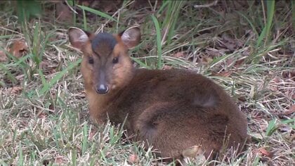 害獣「キョン」が大繁殖　千葉に7万頭超…人に慣れペットのように庭にすみ着く　「決して触れないで」と専門家