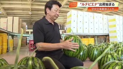 “宙づり”栽培の高糖度スイカ「ルナピエナ」出荷開始　おいしい食べ方・見分け方を紹介【高知】