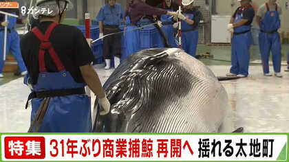 簡単には喜べない？　31年ぶりに再開の「商業捕鯨」が抱える問題