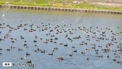 川を埋め尽くす“カワウ”の大群　名古屋城でも騒動に…地元住民「今まで見たことがない」【名古屋市】