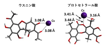 国立科学博物館 地衣類が放射性セシウムを保持する謎に迫る 計算化学 環境放射能 分類学 三研究分野の横断的連携により 地衣類代謝物の放射性 セシウム錯体形成力が明らかに