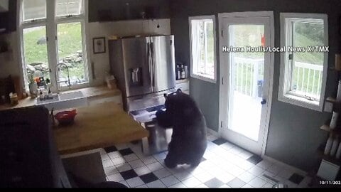 クマ被害が世界でも拡大…襲撃や車破壊　欧米で人的被害が増加、対策強化進む　日本は生息密度高く偶発的被害が起きやすい環境か