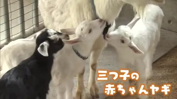 三つ子の赤ちゃんヤギが誕生！牧場の魅力に共感しよう