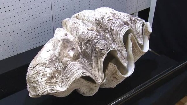 【希少】巨大 天然 オオシャコガイ 約78cm約30kg 多様性に満ちた「貝」の不思議な姿に迫る 130キロ「オオ