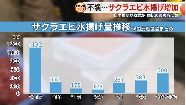 サクラエビの漁獲量(由比漁協調べ)