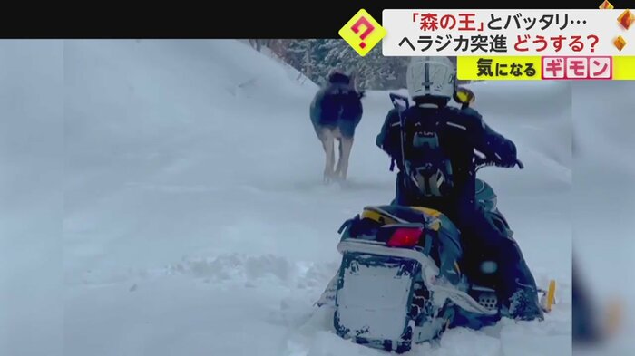 立ち去るヘラジカ
