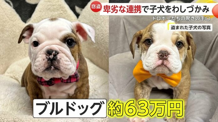 見つかっていないもう1匹の子犬を捜索中(Arapahoe County Sheriff's Office)