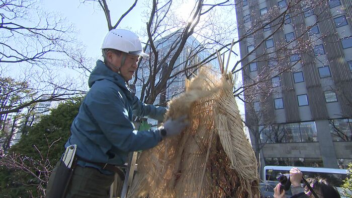 冬囲いの撤去作業を行う作業員