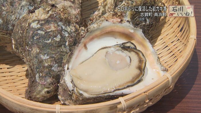 採れたての岩ガキを生で!