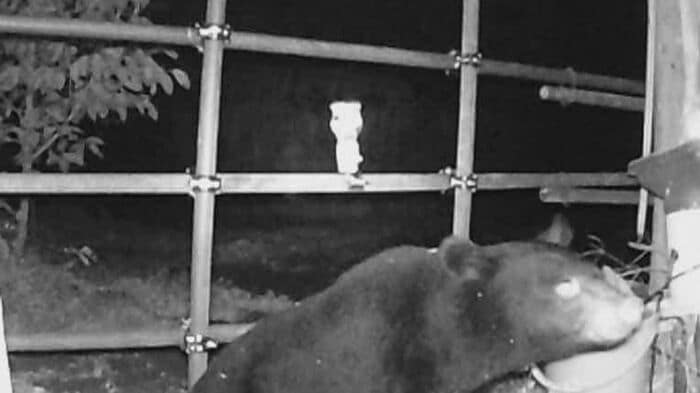 数時間で3度ニワトリ小屋に姿を現したクマ