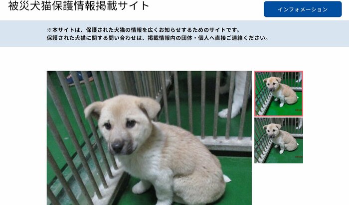 迷い犬猫の姿を写真で公開