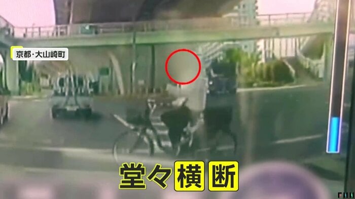 赤信号で堂々と横断する自転車(視聴者提供)