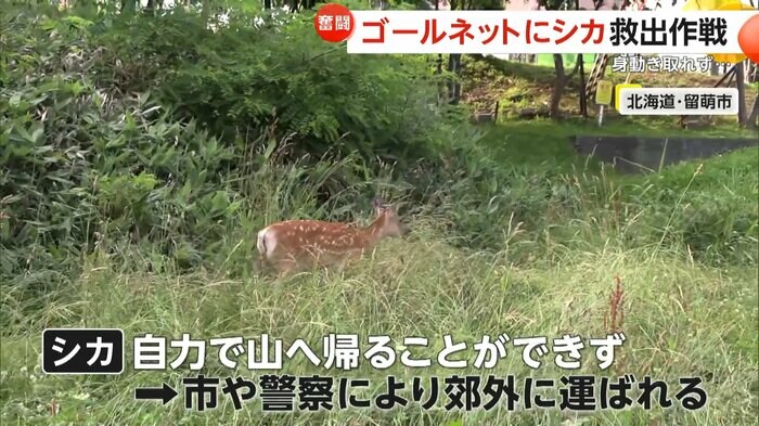 自力で山に帰ることができなかったシカ