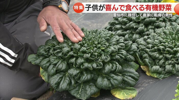 花が広がったような「ターサイ」