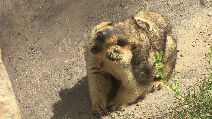 来園者にもカメラ目線で対応
