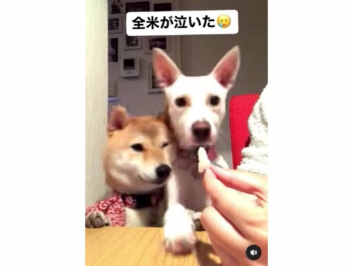 提供:柴犬ハル&雑種すずさん