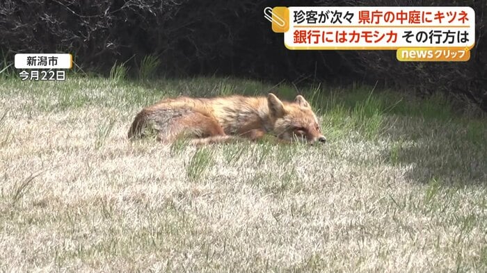 新潟県庁の中庭で寝ていたキツネ