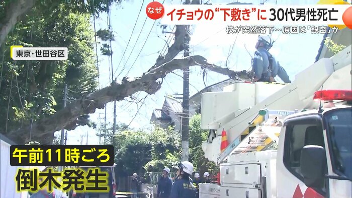 倒木は東京・世田谷区でも起きた