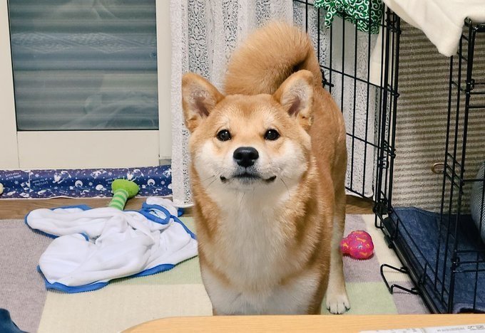 麦くん