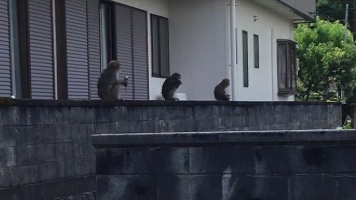サルもソーシャルディスタンス