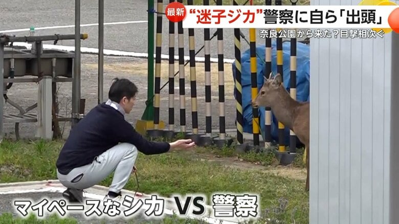 目撃相次いだ“迷子のシカ”警察施設に“出頭” 2時間にらみ合いの末に捕獲 奈良県受け入れ否定も大阪府内で調整へ|FNNプライムオンライン