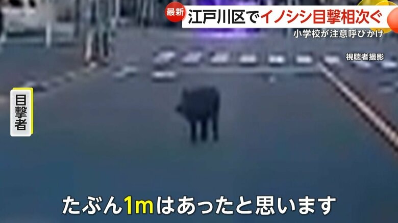 通勤中にイノシシに遭遇「こんなところにいるはずないと…」東京・江戸川区で同時間帯に9件の通報 前日には千葉・松戸市でもイノシシ目撃|FNNプライムオンライン