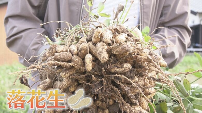 農薬や除草剤使わない国産の“ジャンボ落花生” 『名物』目指す若き農家の挑戦に密着【福岡発】｜FNNプライムオンライン