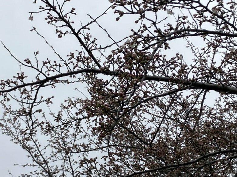 【速報】新潟市で桜の開花発表　平年より2日早く去年と同じ日に　新潟地方気象台｜FNNプライムオンライン