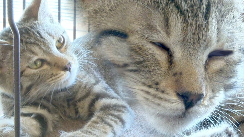 生後4カ月ほどの保護猫　最初は警戒も…今ではツンデレ　「ここは、安心だよ」新たな家族と“幸せな暮らし”　｜FNNプライムオンライン