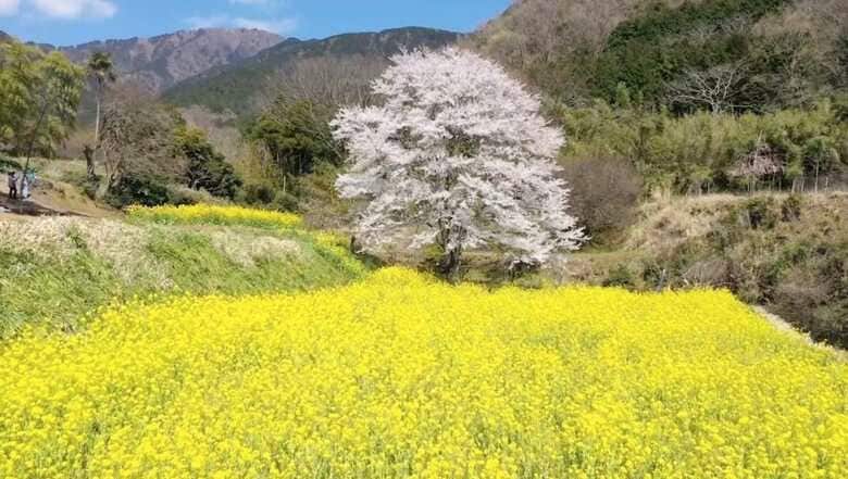 【オンラインお花見】25年でようやく花つけた里山の一本桜 元気を日本中に届ける　　｜FNNプライムオンライン