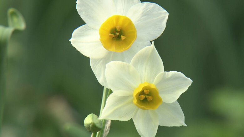 主役の「水仙」に異変が！酷暑と少雨で花芽が付かず雪で花が枯れる…耐えた花芽はいつ咲く？「のもざき水仙まつり」｜FNNプライムオンライン