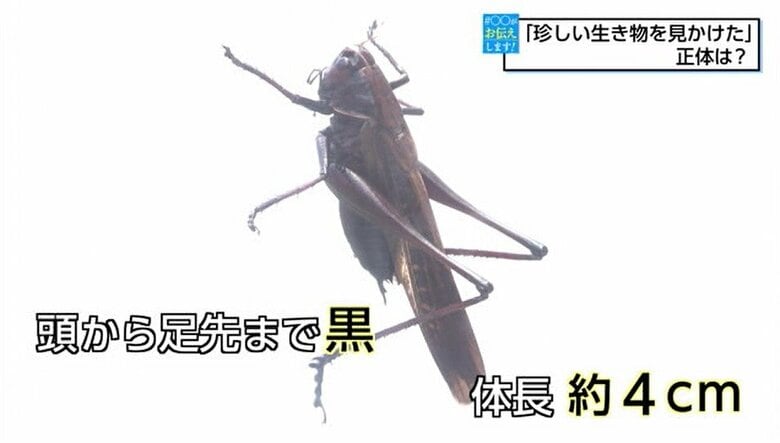 「珍しい生き物を見かけた」黒い大きめのバッタ？　視聴者が目撃した“謎の生き物”は「ヒメギス」だった｜FNNプライムオンライン