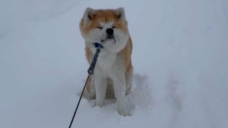 吹雪の中での攻防戦! 「帰りたくない」と踏ん張る秋田犬が最高…その後どうなったのか飼い主に聞いた