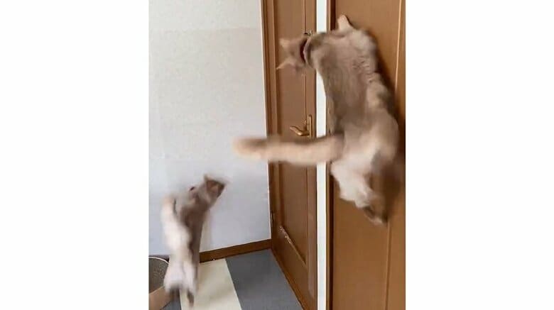 「ご飯を待ちきれず壁走っちゃう猫」双子そろって“喜びの舞”が激しい…飼い主に状況を聞いた｜FNNプライムオンライン