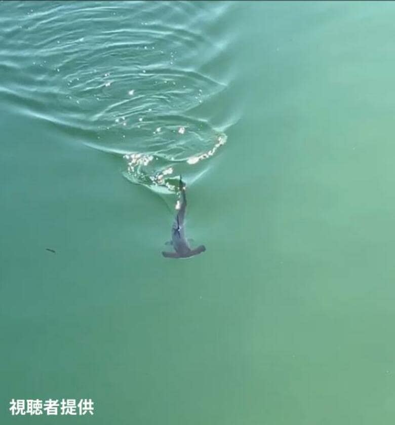 【速報】海水浴場で「サメ目撃」から4日　市が“マリンスポーツ禁止の措置”解除　大分・田ノ浦ビーチ｜FNNプライムオンライン