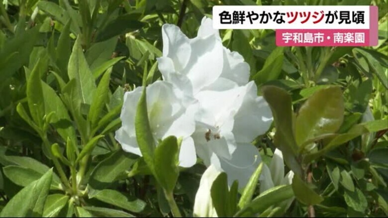 「すごくキレイ」宇和島市津島町で南楽園のツツジ咲き始める　つつじまつり４月２０日まで開催中【愛媛】｜FNNプライムオンライン