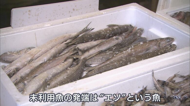 未利用魚の「エソ」