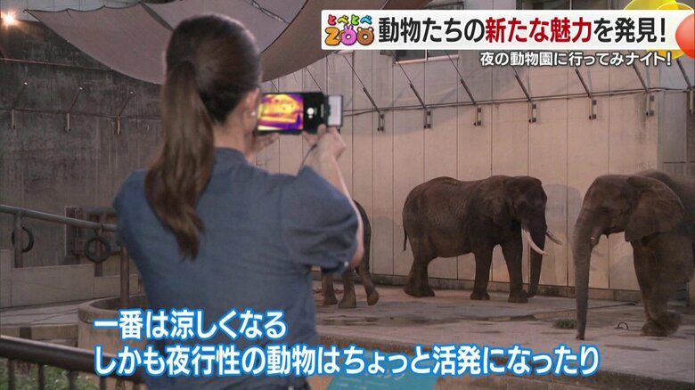 涼しくなってリラックスモードの動物たち