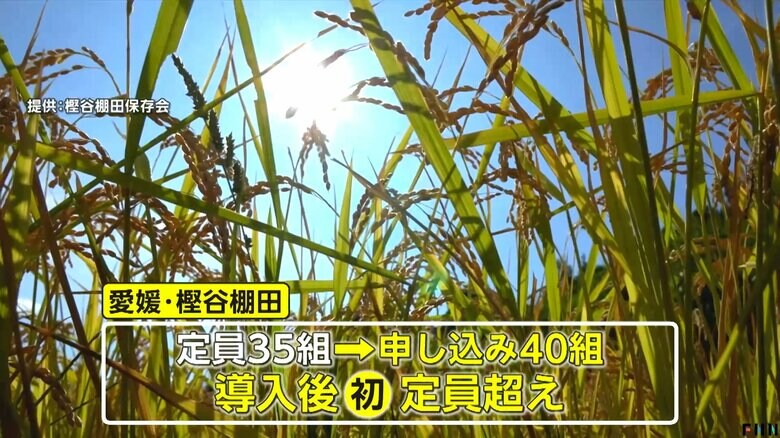 愛媛・大洲市の樫谷棚田のオーナー募集も定員超え