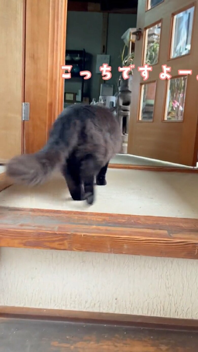 「こっちですよー」